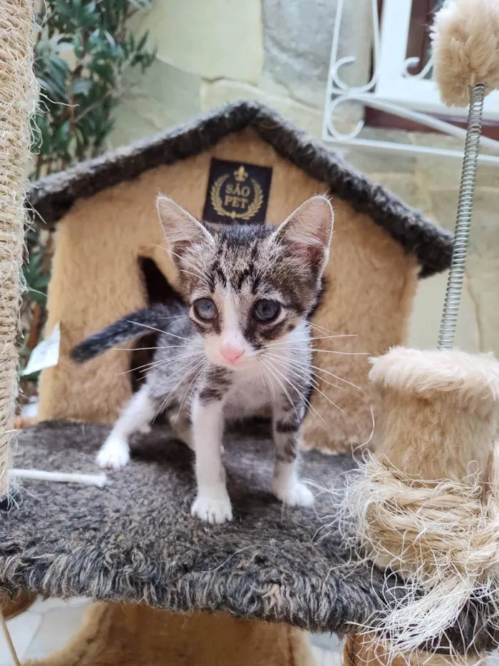 Gato ra a SRD idade Abaixo de 2 meses nome Mimi