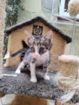 Mimi
