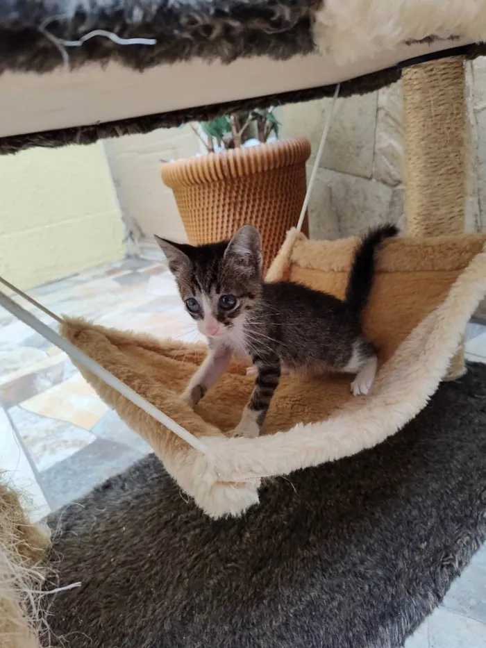 Gato ra a SRD idade Abaixo de 2 meses nome Mimi