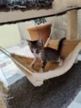 Mimi
