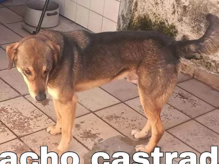 Cachorro ra a Sem raça definida idade 4 anos nome  Mick 