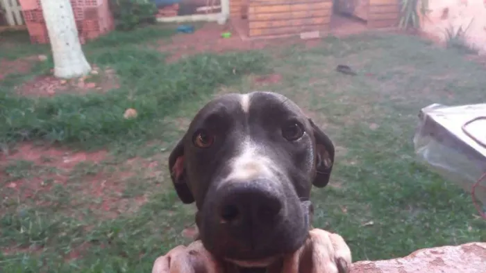 Cachorro ra a Pit bull com viralata idade 2 a 6 meses nome Pandora