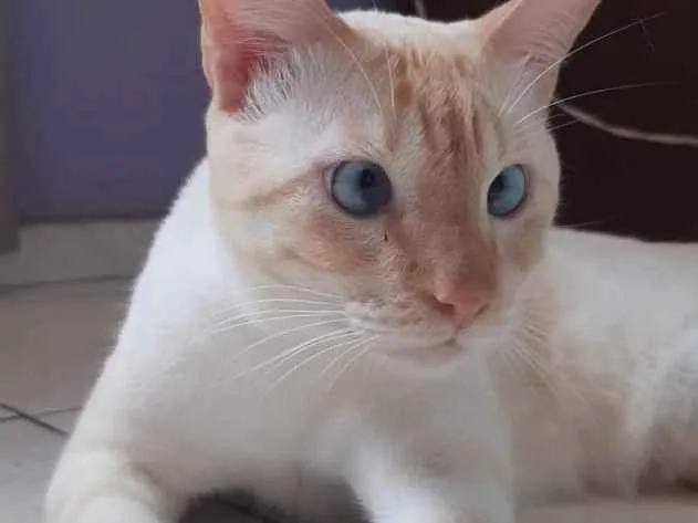 Gato ra a  idade 2 a 6 meses nome Bernardo 