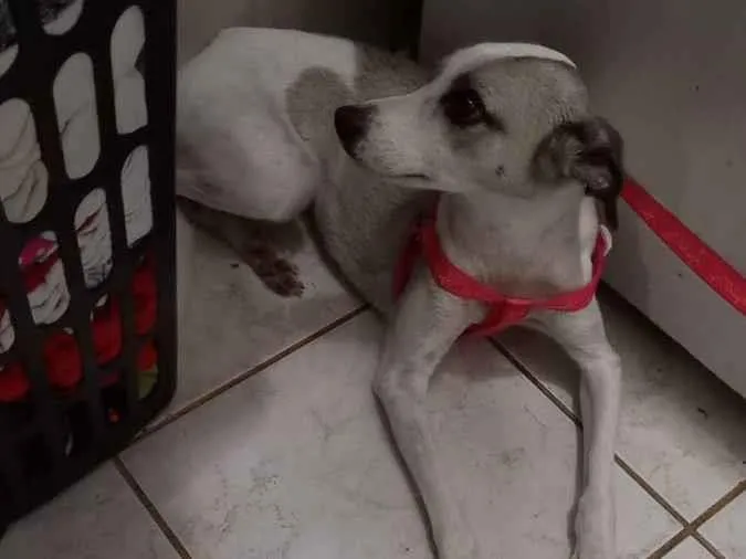 Cachorro ra a não sei idade 4 anos nome Mia