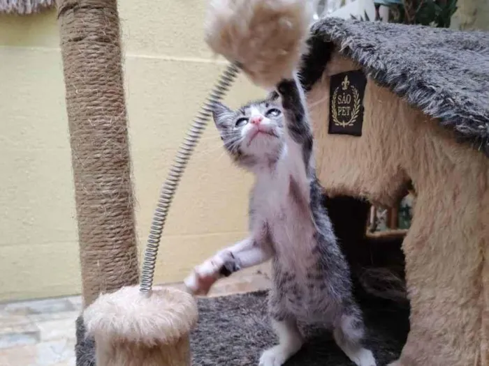 Gato ra a SRD idade Abaixo de 2 meses nome Mimi