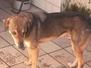 Cachorro raça Sem raça definida idade 4 anos nome  Mick 