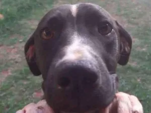 Cachorro raça Pit bull com viralata idade 2 a 6 meses nome Pandora