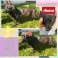 Amora