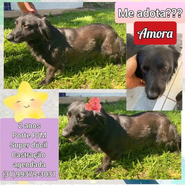 Cachorro raça SRD idade 2 anos nome Amora