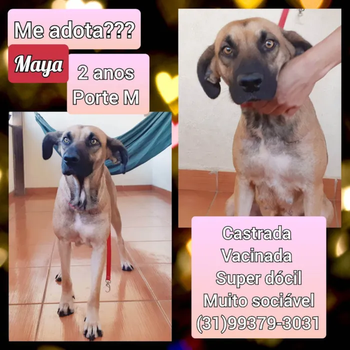 Cachorro raça SRD idade 2 anos nome Maya