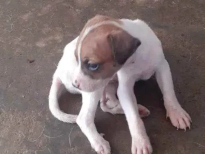 Cachorro raça Vira lata idade Abaixo de 2 meses nome Nao tem 