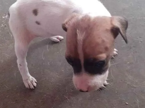 Cachorro ra a Vira lata idade Abaixo de 2 meses nome Nao tem 