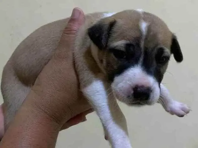 Cachorro ra a SHOW SHOW COM PASTOR ALEMÃO  idade Abaixo de 2 meses nome Sem nome 