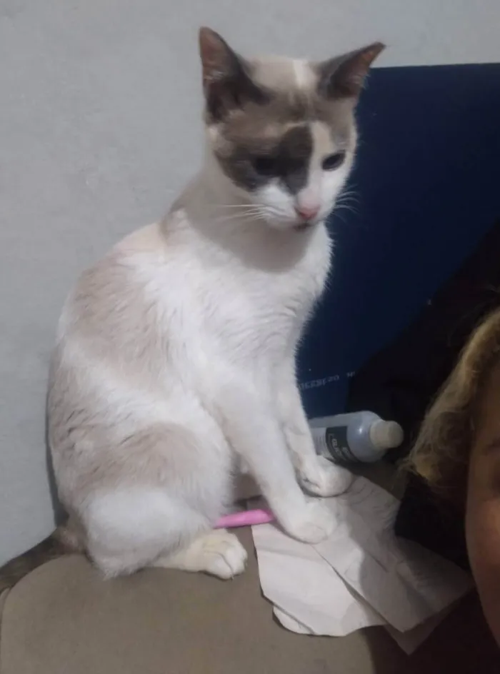 Gato ra a  idade 1 ano nome ESTRELINHA 