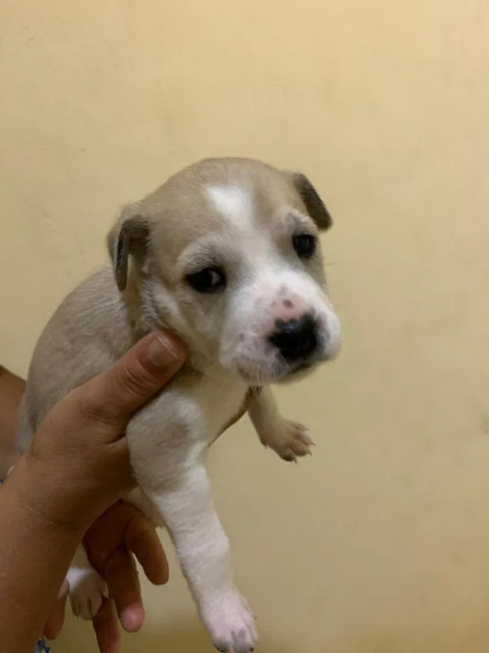 Cachorro raça SHOW SHOW COM PASTOR ALEMÃO  idade Abaixo de 2 meses nome Sem nome 