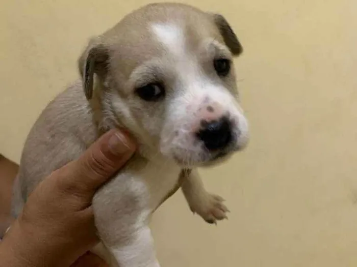 Cachorro raça SHOW SHOW COM PASTOR ALEMÃO  idade Abaixo de 2 meses nome Sem nome 