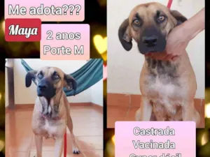 Cachorro raça SRD idade 2 anos nome Maya