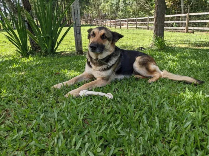 Cachorro ra a Pastor Alemão idade 5 anos nome Sarah