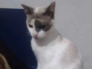 Gato raça  idade 1 ano nome ESTRELINHA 