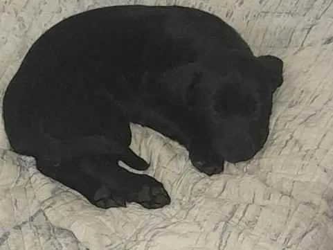 Cachorro ra a Labrador  idade 2 a 6 meses nome Bruce
