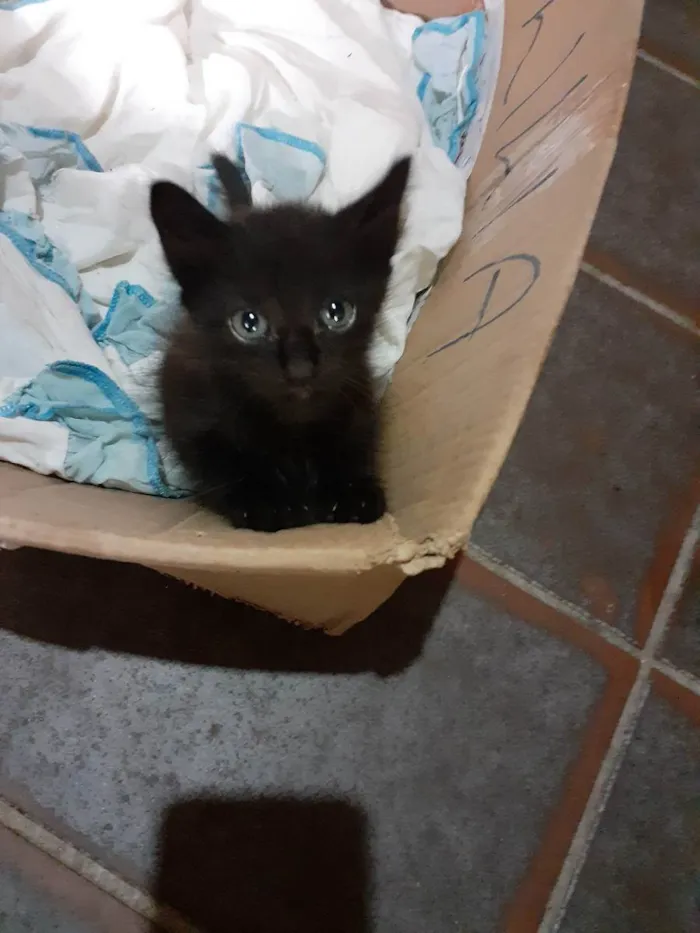 Gato raça Não definida  idade Abaixo de 2 meses nome Sem nome 