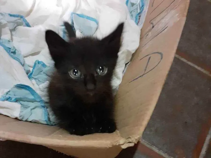 Gato raça Não definida  idade Abaixo de 2 meses nome Sem nome 
