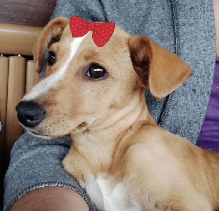 Cachorro ra a Mestiça  idade 2 a 6 meses nome Shiva 