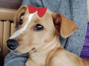 Cachorro raça Mestiça  idade 2 a 6 meses nome Shiva 