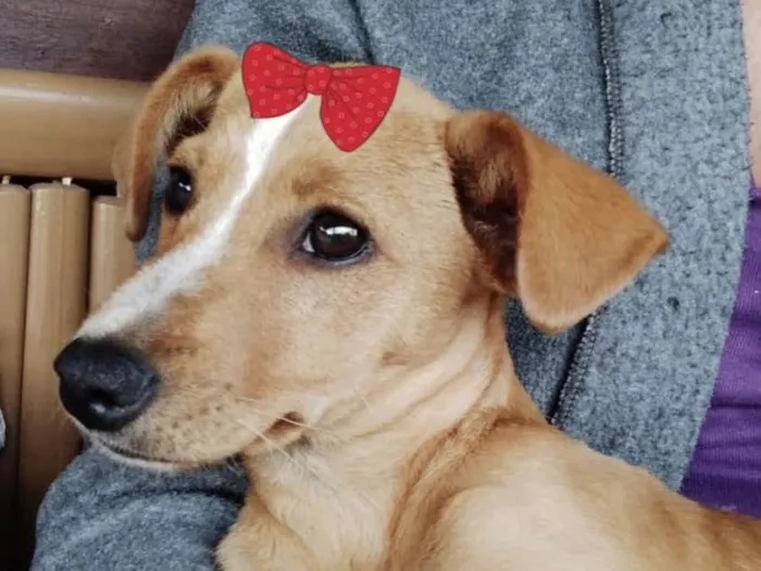Cachorro ra a Mestiça  idade 2 a 6 meses nome Shiva 
