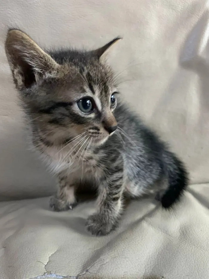 Gato ra a Não definida  idade Abaixo de 2 meses nome Sem nome 