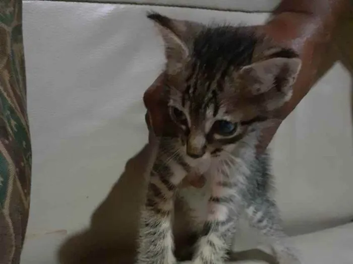 Gato ra a Não definida  idade Abaixo de 2 meses nome Sem nome 