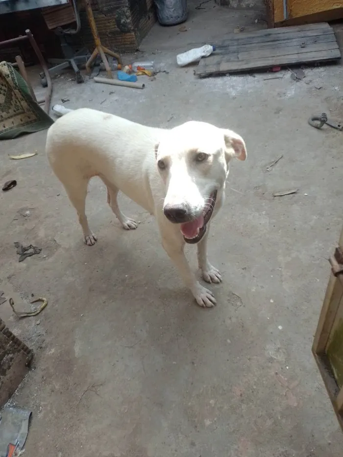 Cachorro raça Mestiço  idade 7 a 11 meses nome Tonha