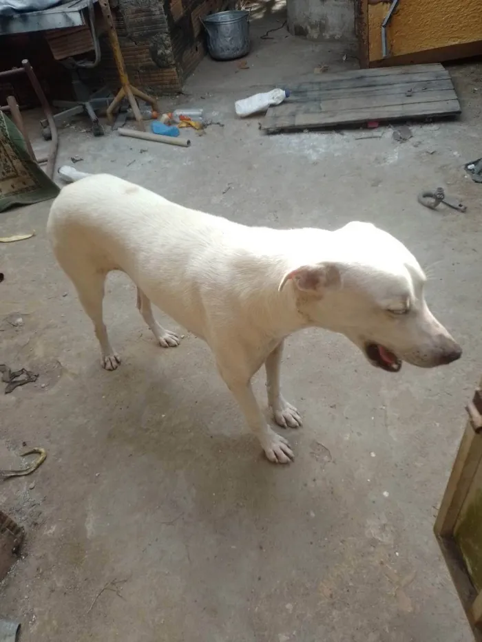 Cachorro raça Mestiço  idade 7 a 11 meses nome Tonha