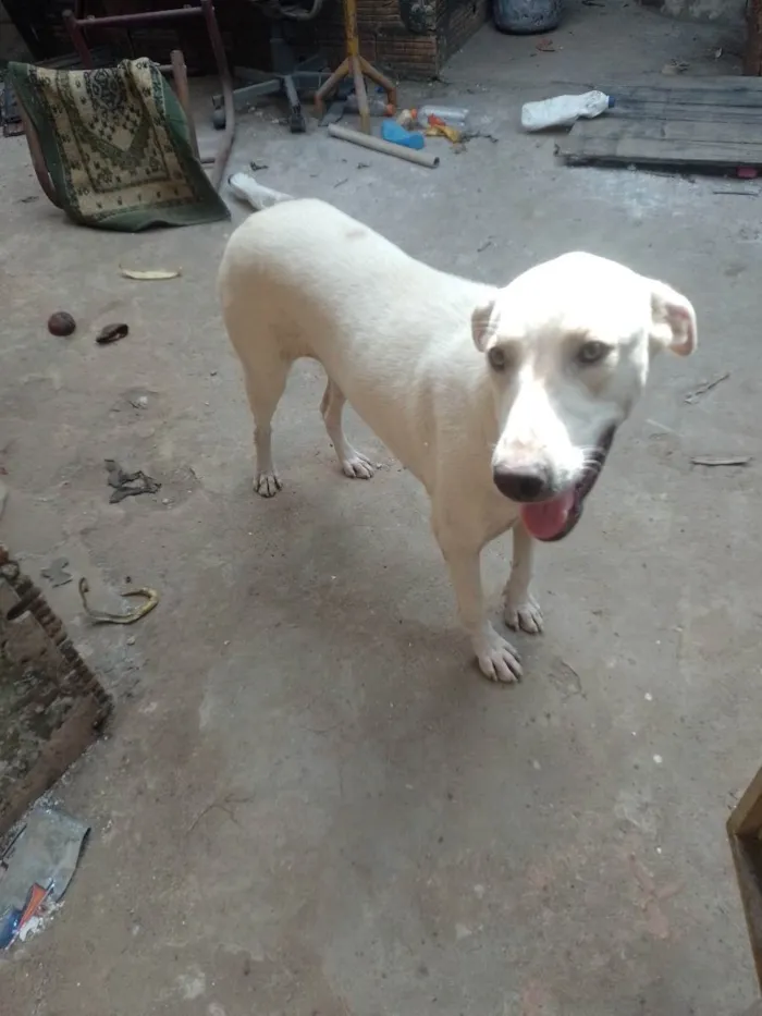 Cachorro raça Mestiço  idade 7 a 11 meses nome Tonha