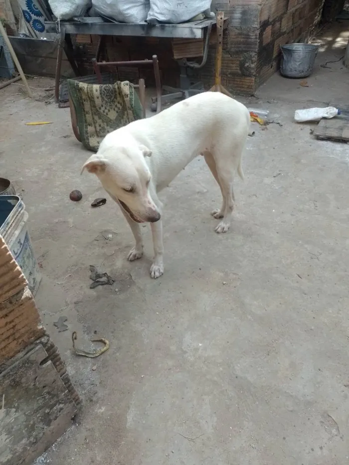 Cachorro raça Mestiço  idade 7 a 11 meses nome Tonha