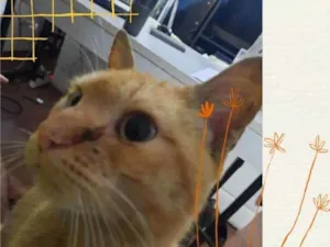 Gato raça Srd idade 2 anos nome Serafim