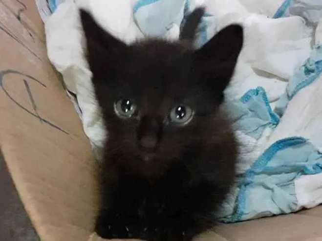 Gato raça Não definida  idade Abaixo de 2 meses nome Sem nome 