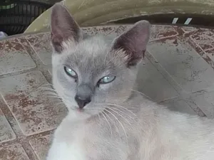 Gato raça ??? idade 7 a 11 meses nome Luizinha, Uguinha e 