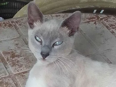 Gato raça ??? idade 7 a 11 meses nome Luizinha, Uguinha e 