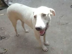 Cachorro raça Mestiço  idade 7 a 11 meses nome Tonha