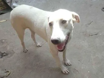 Cachorro raça Mestiço  idade 7 a 11 meses nome Tonha