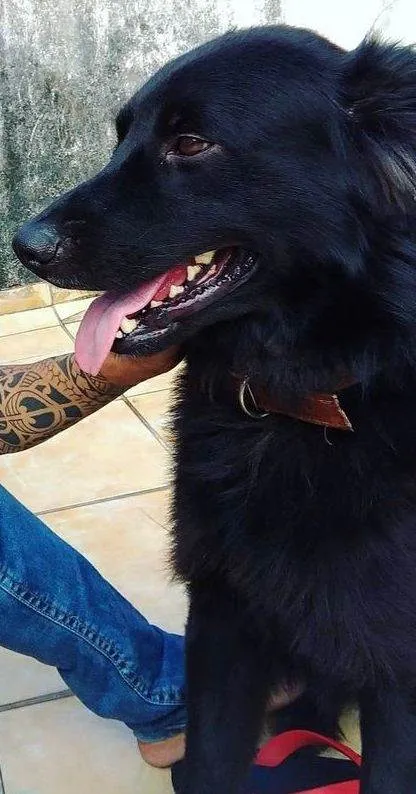 Cachorro ra a SRD idade 6 ou mais anos nome NEGÃO