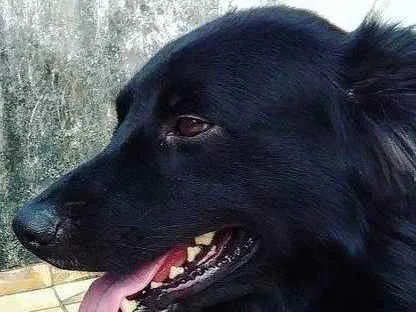 Cachorro ra a SRD idade 6 ou mais anos nome NEGÃO