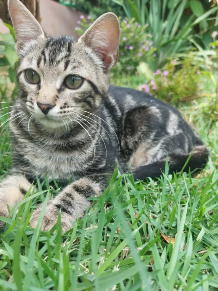 Gato raça Indefinida  idade 2 a 6 meses nome Bento 
