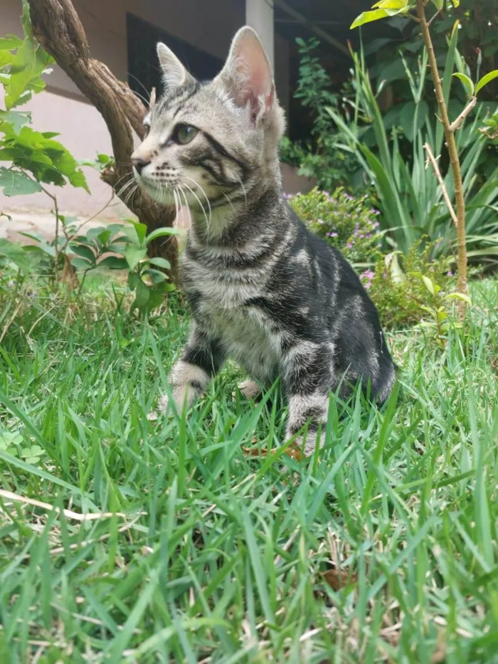 Gato raça Indefinida  idade 2 a 6 meses nome Bento 
