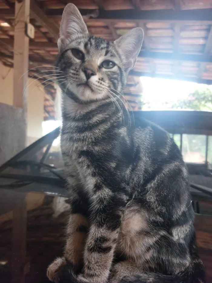 Gato raça Indefinida  idade 2 a 6 meses nome Bento 