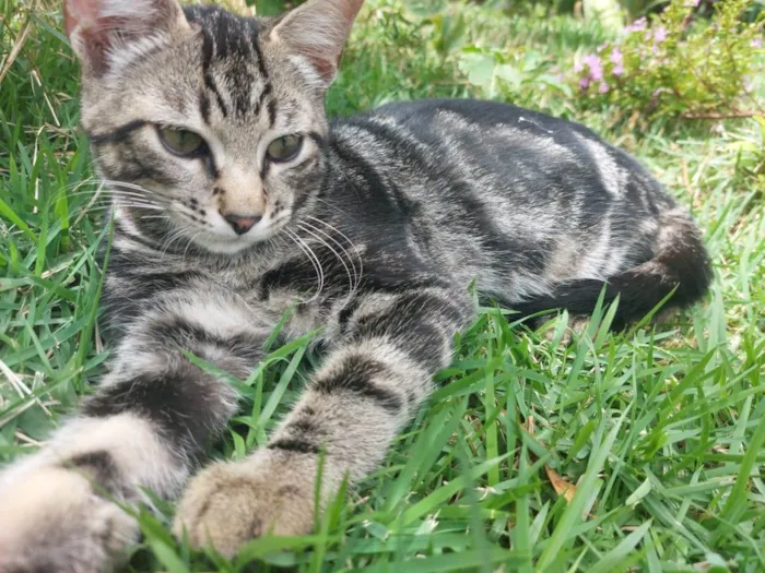 Gato raça Indefinida  idade 2 a 6 meses nome Bento 