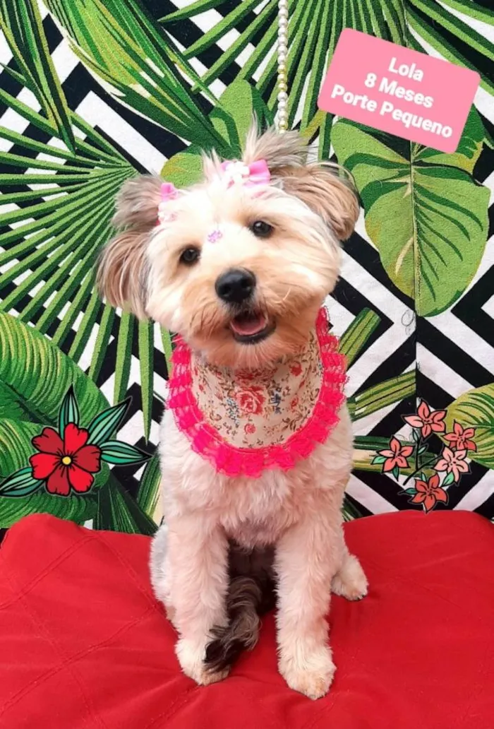 Cachorro raça Srd  idade 6 ou mais anos nome Lola 