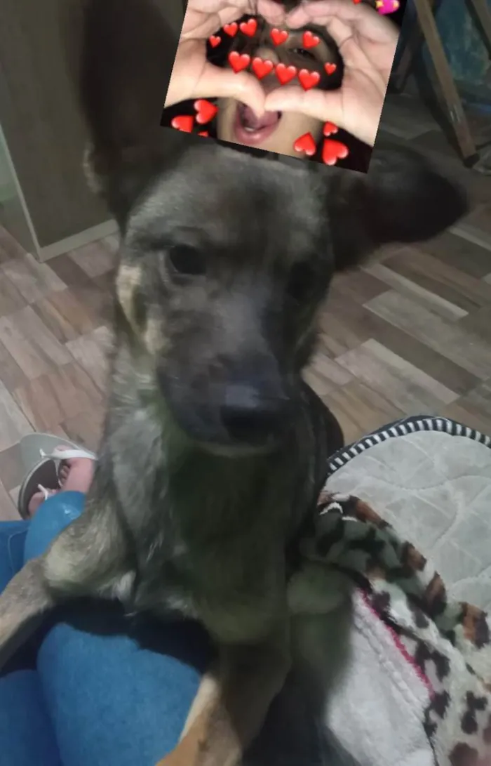 Cachorro ra a Mistura de pastor alemao idade 1 ano nome Liro