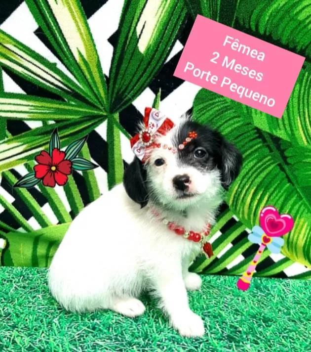 Cachorro raça Srd  idade 2 a 6 meses nome Camila